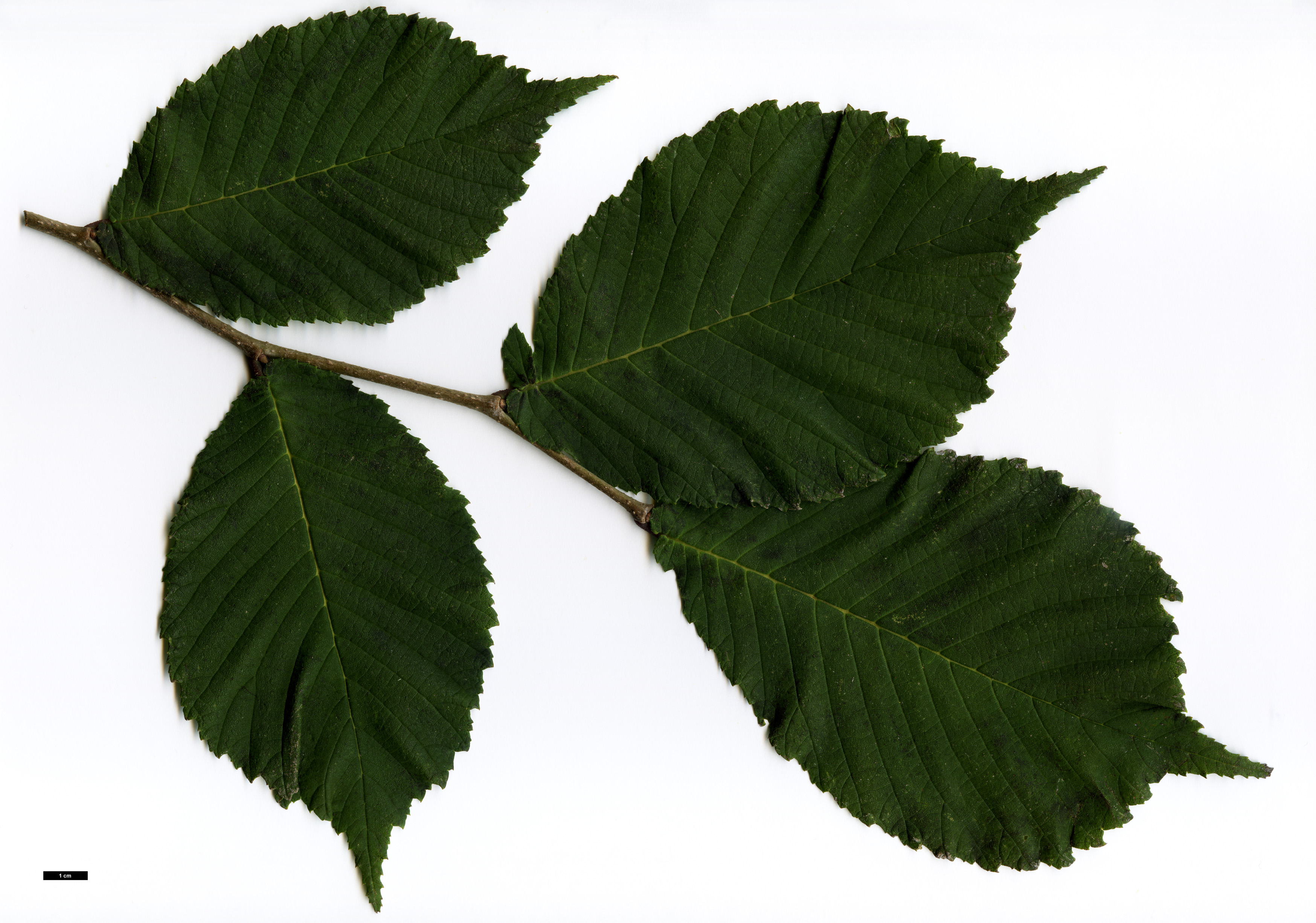 High resolution image: Family: Ulmaceae - Genus: Ulmus - Taxon: laciniata - SpeciesSub: var. nikkoensis